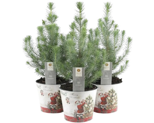 Trei chiparoși de cameră ''Silver Crest'' în ghivece decorative cu motiv de Crăciun