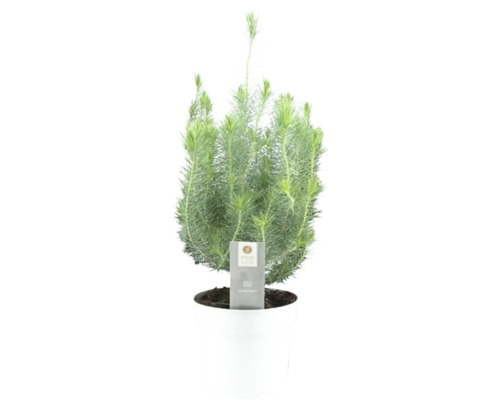 Pin de piatră Pinus pinea Sliver Crest H 45-50 cm ghiveci colorat Ø 17 cm