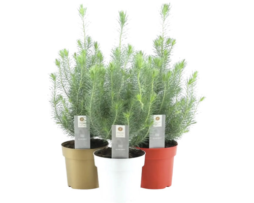 Pin de piatră Pinus pinea Sliver Crest H 45-50 cm ghiveci colorat Ø 17 cm