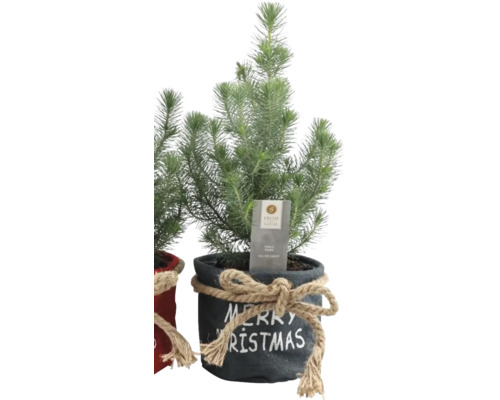 Brad argintiu în ghiveci cu inscripția Crăciun Fericit și frânghie de iută