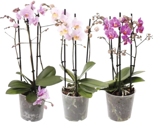 Orhidee fluture FloraSelf Phalaenopsis multiflora H 50-55 cm ghiveci Ø 12 cm diferite culori