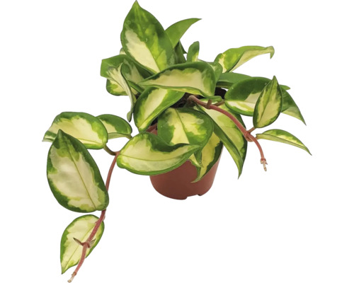 Planta de interior floare de ceară într-un ghiveci