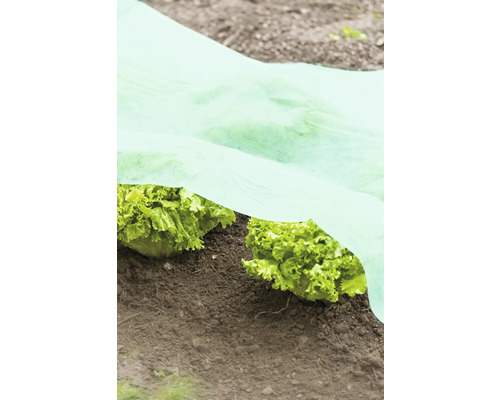 Plante de salată în grădină sub folie de protecție