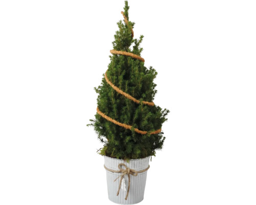Molid FloraSelf Picea glauca Conica H 70-80 cm ghiveci zinc Ø 19 cm Brad decorativ de Crăciun în ghiveci cu decorațiuni din sfoară