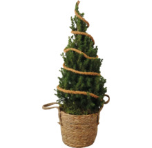 Brad decorativ în coș cu sfoară