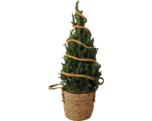 Molid în coș FloraSelf Picea glauca Conica H 70-80 cm Ø 19 cm Brad decorativ în coș cu sfoară