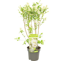 Plantă Exochorda în ghiveci cu flori albe și frunze verzi