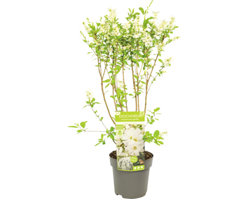 Plantă Exochorda în ghiveci cu flori albe și frunze verzi