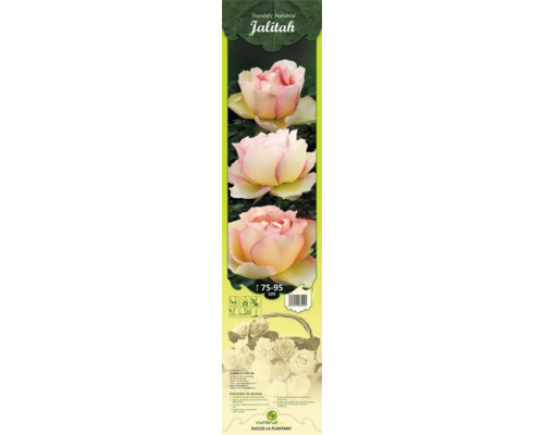 Trandafir teahibrid Jalitah