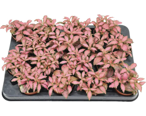 Planta cu piele de șarpe Mix FloraSelf Fittonia H 12 cm ghiveci Ø 7 cm diferite sortimente