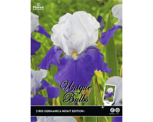 Bulbi de flori Unique Exclusive Iris Germanica 'Night Edition' 2 buc.