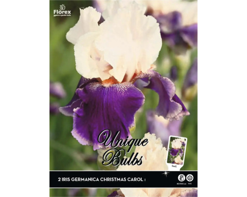 Bulbi de flori Unique Exclusive Iris Germanica 'Christmas Carol' 2 buc.