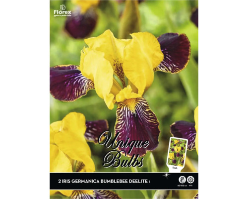 Bulbi de flori Unique Exclusive Iris Germanica 'Bumblebee Deelite' 2 buc.