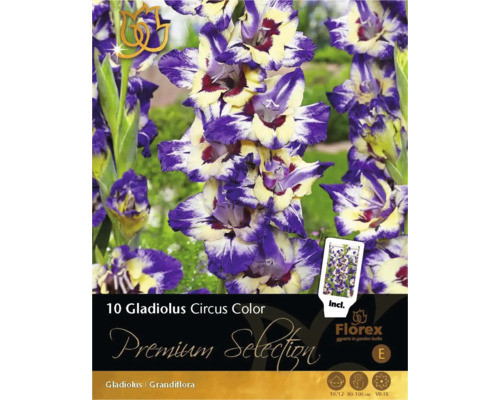 Bulbi de flori Premium Selection Gladiole 'Circus Color' 10 buc.