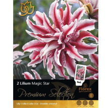 Pachet de bulbi Lilium Magic Star cu crini orientali dubli