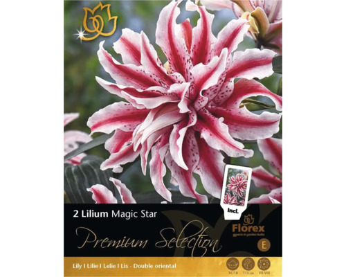 Bulbi de flori Premium Selection Crin 'Magic Star' 2 buc.