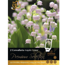 Pachet cu doi bulbi de lăcrămioare roz, specia Convallaria majalis ''rosea''