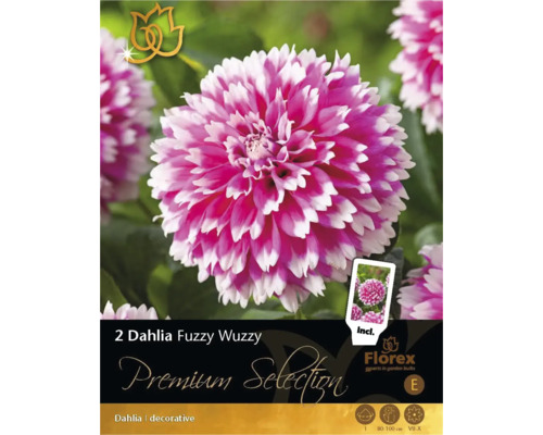 Bulbi de flori Premium Selection Dalie 'Fuzzy Wuzzy' 2 buc.