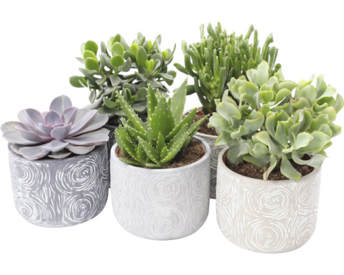 Plante suculente Mix FloraSelf H ca. 30 cm ghiveci ceramică Ø 14 cm diferite sortimente Plante suculente Mix FloraSelf H ca. 30 cm ghiveci ceramică Ø 14 cm diferite sortimente