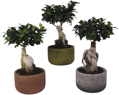 Ficus Bonsai FloraSelf Ficus microcarpa Ginseng H ca. 45 cm ghiveci ceramic Ø 21 cm