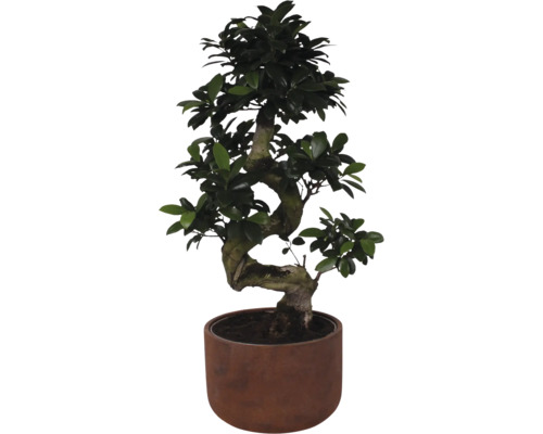 Ficus Bonsai FloraSelf Ficus microcarpa Ginseng H ca. 70 cm ghiveci ceramic Ø 25 cm