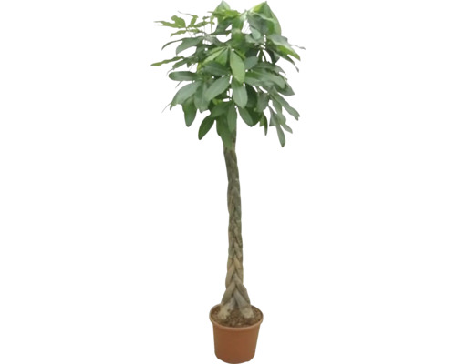 Castan Malabar FloraSelf Pachira H ca. 190 cm ghiveci Ø 35 cm
