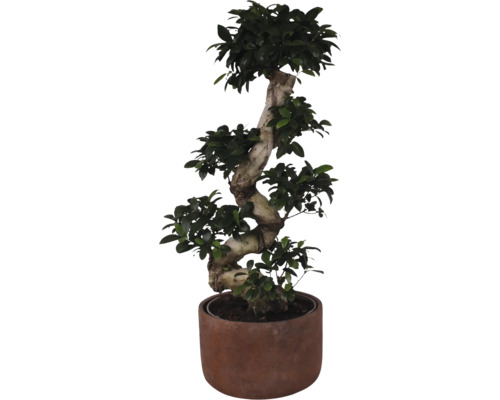 Ficus Bonsai FloraSelf Ficus microcarpa Ginseng H ca. 80 cm ghiveci ceramic Ø 27 cm