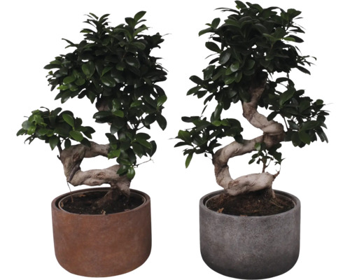 Ficus Bonsai FloraSelf Ficus Ginseng S-Shape H 55 cm ghiveci ceramic Ø 23 cm