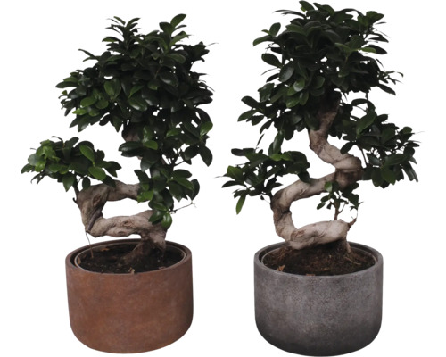 Ficus Bonsai FloraSelf Ficus Ginseng S-Shape H 55 cm ghiveci ceramic Ø 23 cm Doi bonsai în ghivece cilindrice