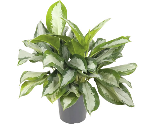 FloraSelf Aglaonema commutatum 'Silver Bay' H ca. 65 cm ghiveci Ø 24 cm