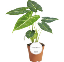 Plantă de interior Alocasia în ghiveci