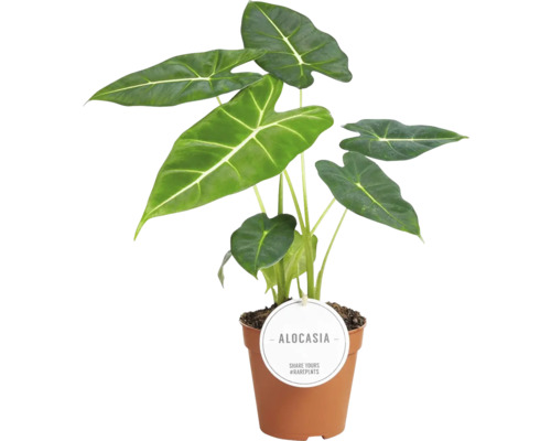 Alocasia urechea elefantului FloraSelf Alocasia micholitziana Frydek H ca. 30 cm ghiveci Ø 12 cm Alocasia urechea elefantului FloraSelf Alocasia micholitziana Frydek H ca. 30 cm ghiveci Ø 12 cm