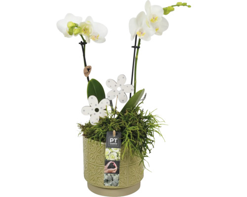 Aranjament plante interior FloraSelf H 40 cm ghiveci ceramică verde Ø 14 cm cu 2 plante