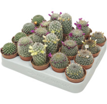 Cactus mini FloraSelf ghiveci Ø 5,5 cm diferite sortimente