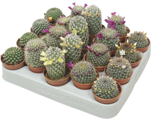 Cactus mini FloraSelf ghiveci Ø 5,5 cm diferite sortimente