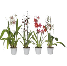 Patru orhidee la ghiveci de diferite soiuri