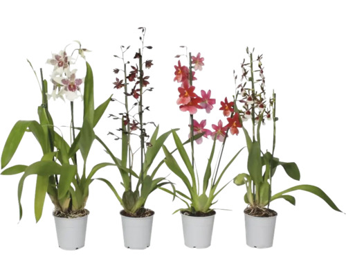 Orhidee FloraSelf Orchidee Cambria mix H 50-70 cm ghiveci Ø 12 cm diferite culori Patru orhidee la ghiveci de diferite soiuri