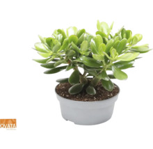 Arborele de jad Crassula ovata în ghiveci