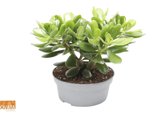 Arborele de bani FloraSelf Crassula 'Magical Tree' H 30-35 cm ghiveci Ø 20 cm Arborele de jad Crassula ovata în ghiveci