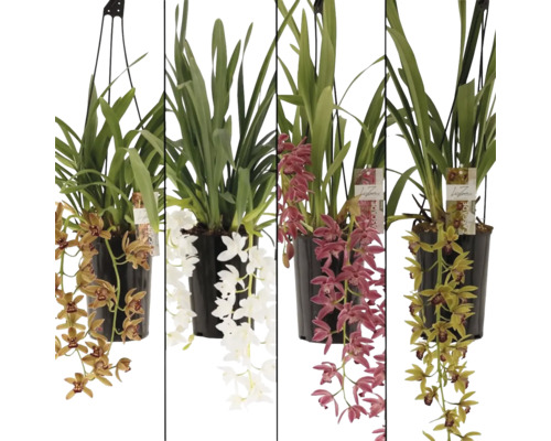 Orhidee curgătoare FloraSelf Cymbidium Cascade Mix H 60-65 cm ghiveci Ø 14 cm diferite culori