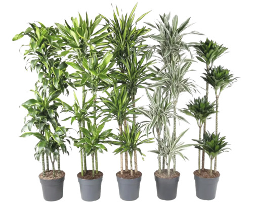 Dracena Mix FloraSelf Dracaena H ca. 180 cm ghiveci Ø 27 cm diferite sortimente