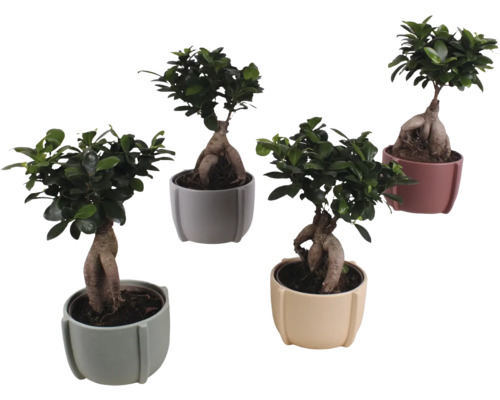 Ficus Bonsai FloraSelf Ficus microcarpa Ginseng H ca. 35 cm ghiveci ceramic Ø 15 cm