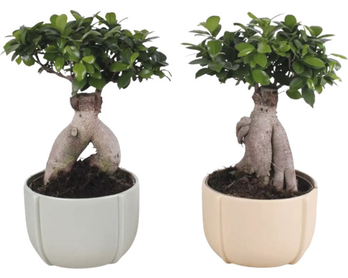 Ficus Bonsai FloraSelf Ficus microcarpa Ginseng H ca. 45 cm ghiveci ceramic Ø 23 cm