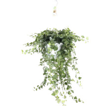 Plantă suspendată cu iederă într-un ghiveci alb