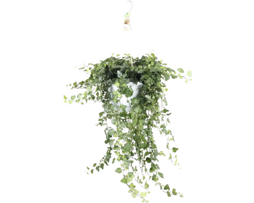 Plantă suspendată cu iederă într-un ghiveci alb