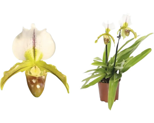 Orhidee FloraSelf Paphiopedilum Leeanum H 30-50 cm ghiveci Ø 12 cm 2 tije