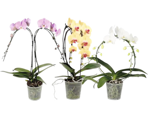 Orhidee FloraSelf Phalaenopsis Form Mix H 55-65 cm ghiveci Ø 12 cm 2 tije diferite culori