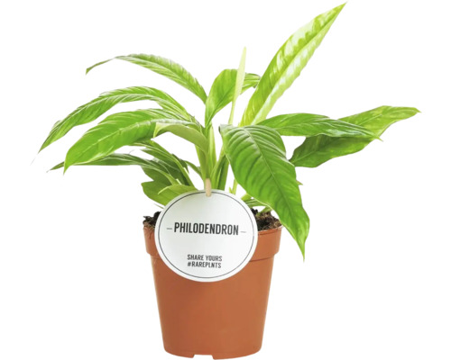 Plantă de interior Philodendron în ghiveci