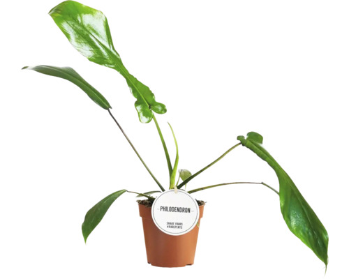 Philodendron plantă de interior în ghiveci