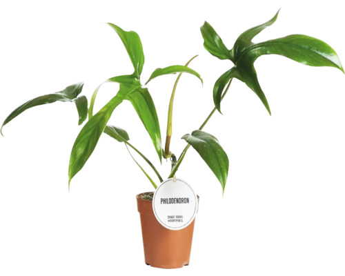 Philodendron plantă de apartament în ghiveci